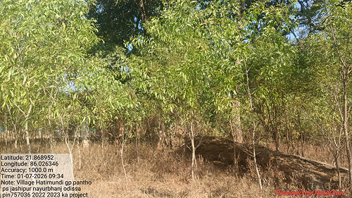 Impact Project Image